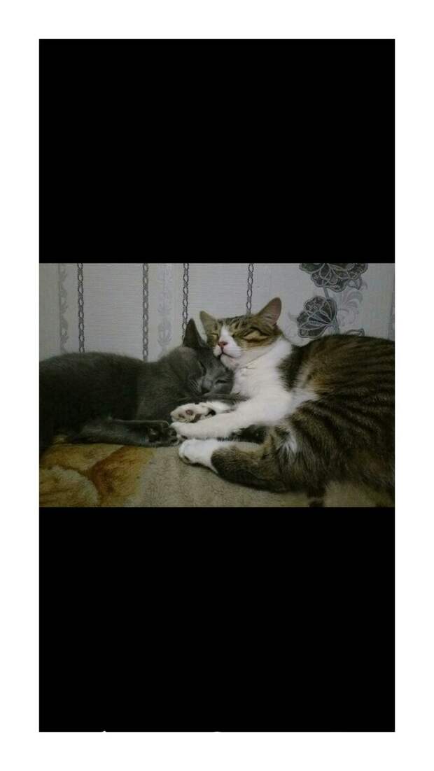 Отмыла, накормила и спать уложила! Видно что кошки долгое время жили вместе. Пока не пристрою будут жить у меня, а если не пристрою то оставлю. Что ж еще делать!