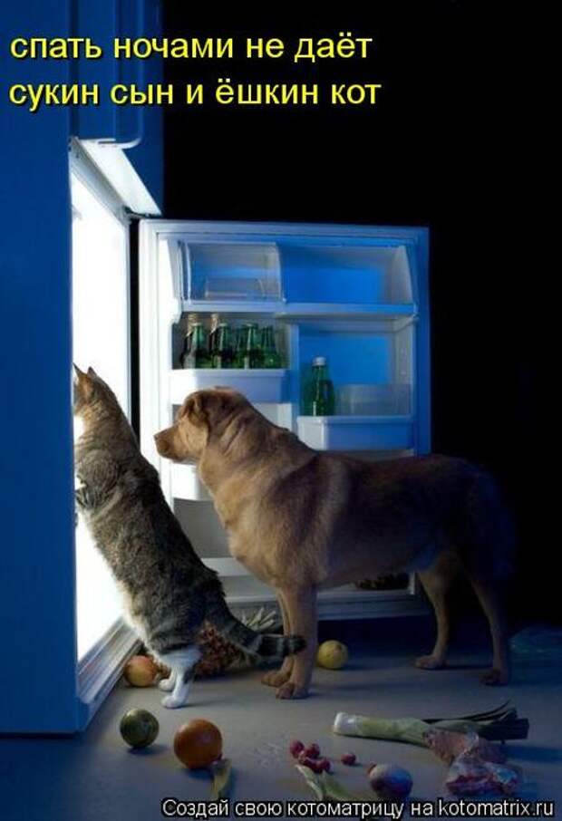Котоматрицы(картинки с надписями)