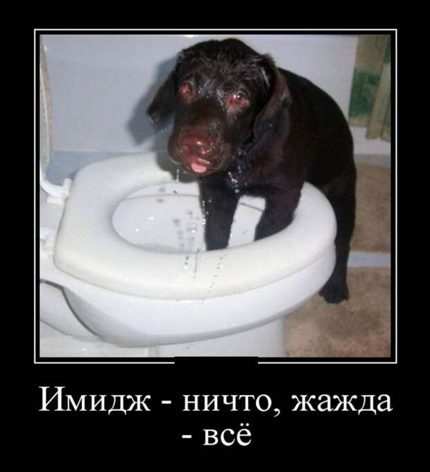 Демотиваторы (30 фото)