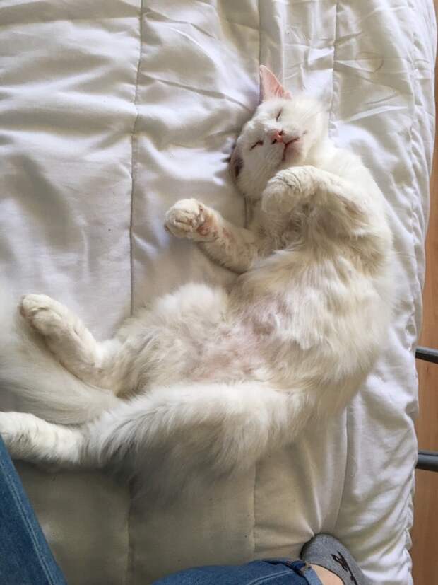 спящий белый кот