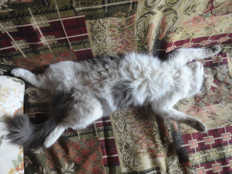 Что может дать людям познание… кошек?