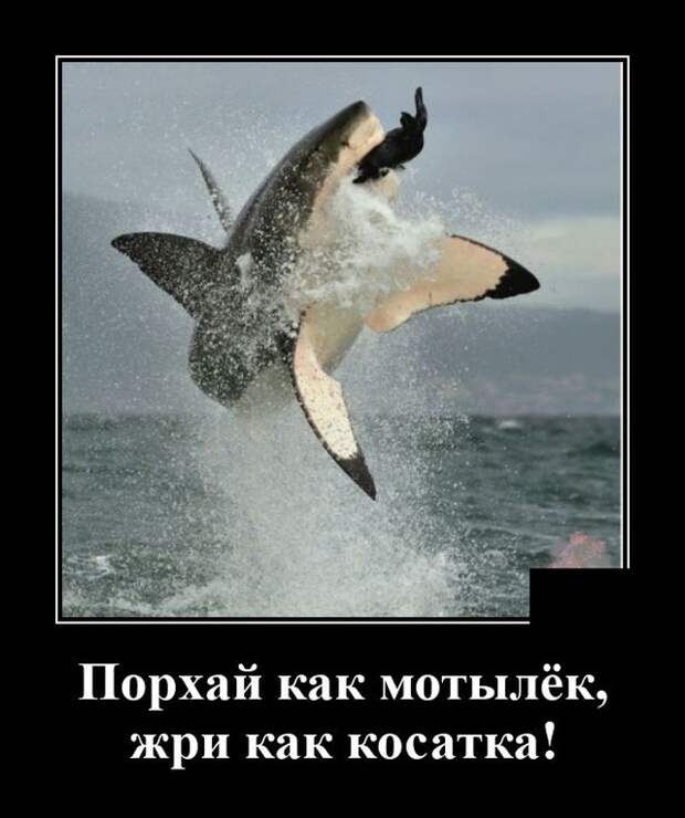 Демотиватор про акулу