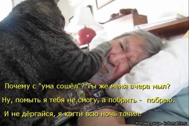 Лучшие котоматрицы недели (50 фото)
