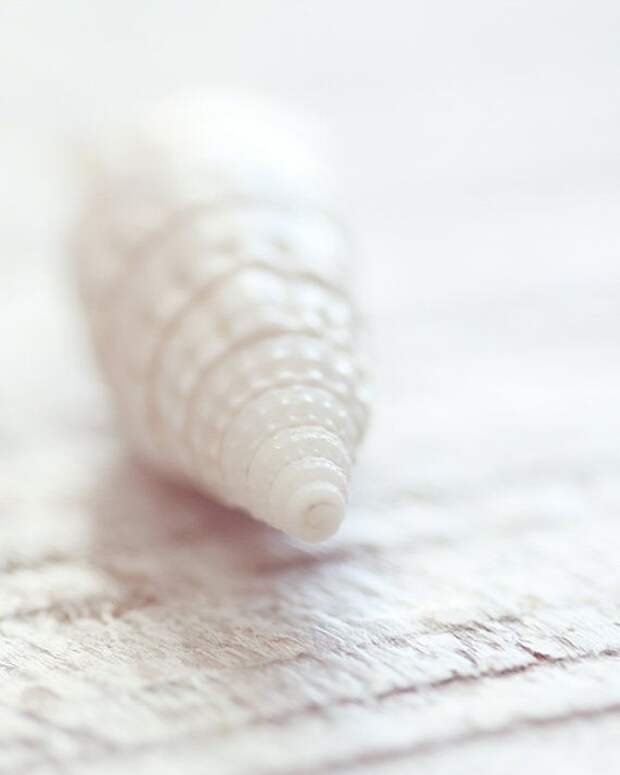 White shell. Ракушка Минимализм. Творчество а белого. Минимализм Ракушка фото.