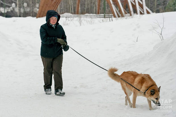 Теркәмәгән өчен – штраф: Казанда этләргә чип куйдыру таләбе үтәлүен тикшерү рейды узды
