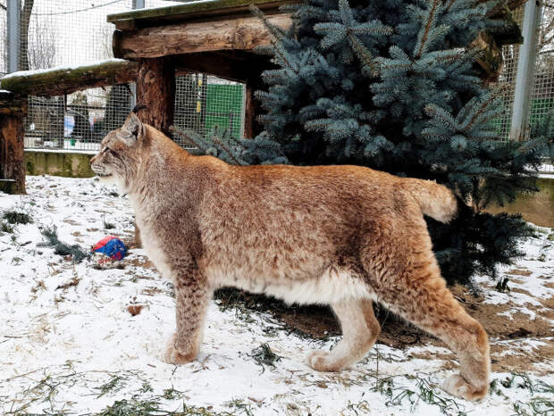 В Ивановском зоопарке проходит традиционная новогодняя акция по сбору ёлок