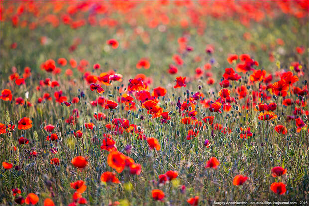 Crimean poppies / Крымские маки