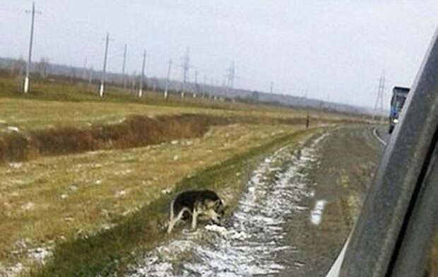 В Сибири вот уже 1,5 года пес ждет возвращения погибшего хозяина ожидание, пес, преданность