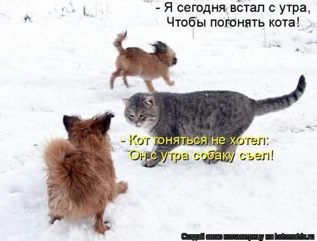 Лучшие котоматрицы недели