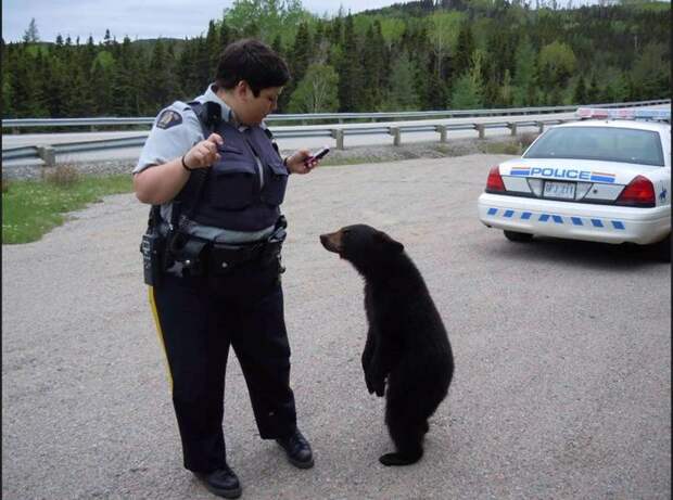 Смешной момент из жизни сотрудников полиции животные, смех, снимок