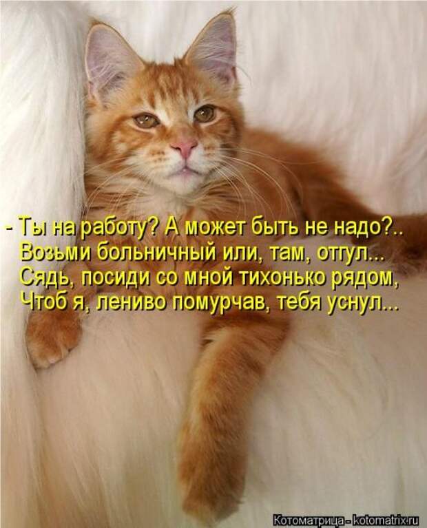 Котоматрицы(картинки с надписями)