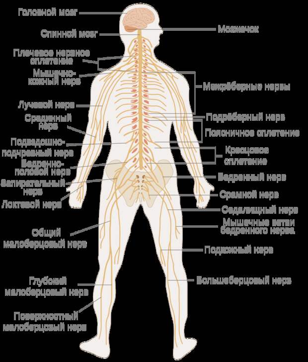 Схема нервной системы человека