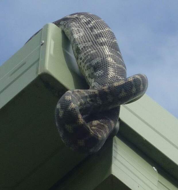 А тем временем в Австралии А тем временем в Австралии австралия, животные, змея