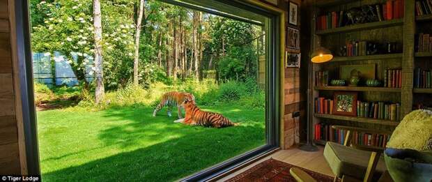 Сафари-парк в Британии: провести ночь с тиграми и остаться в живых Занятно, великобритания, животные, наедине с природой, необычный отпуск, парк, сафари, тигры