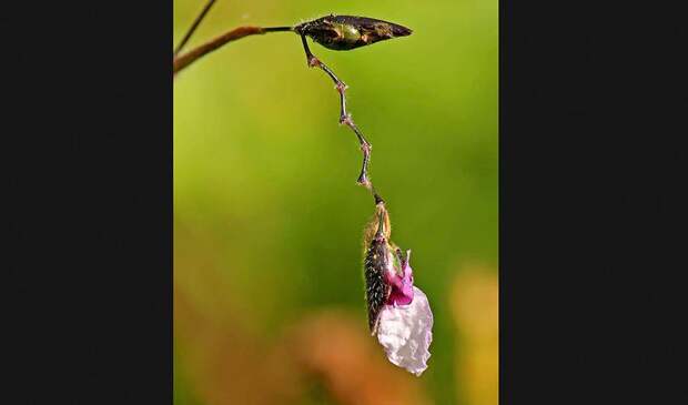 Победители ежегодного фотоконкурса Focus on Nature