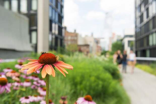 Маленькие сады в городах защищают пчел от вымирания — исследование: Новости ➕1, 19.01.2022