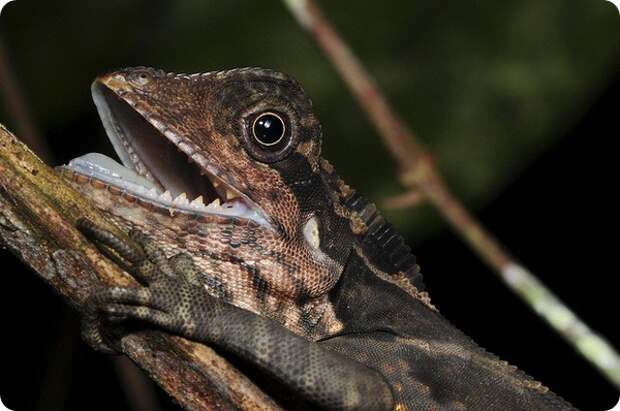 Гоноцефал большой (лат. Gonocephalus grandis)