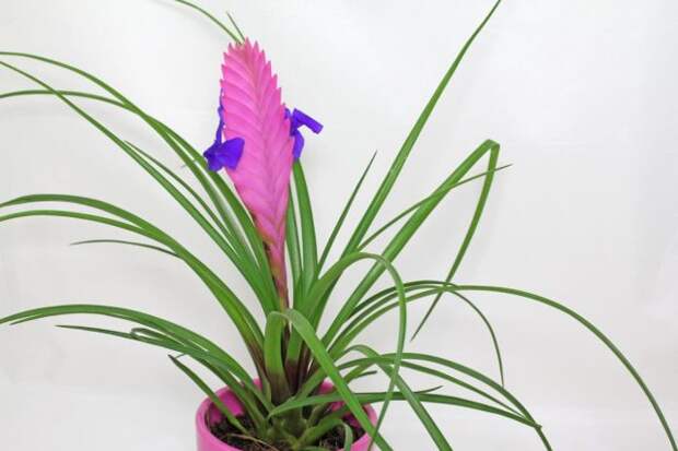 Тилландсия синяя (Tillandsia cyanea)