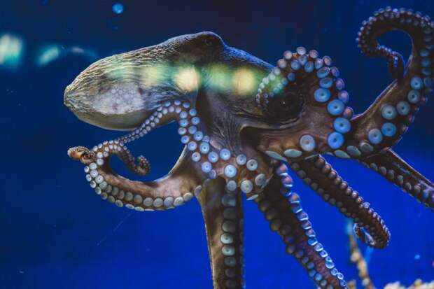 В Великобритании крабов и осьминогов признают разумными существами и запретят варить живьем