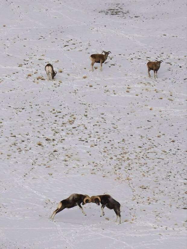 Бараны аргали / Фото: Алексей Кужлеков
