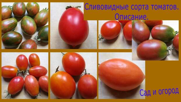 Мои сливовидные сорта томатов.Подробное описание. Подробнее смотрите видео здесь