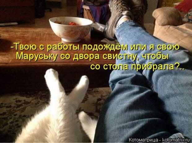 Котоматрицы(картинки с надписями)