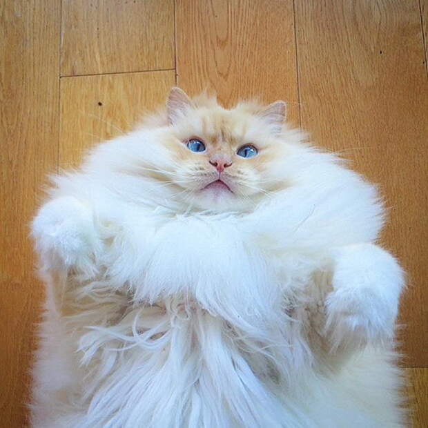 Невероятный кот, который утопает в собственной шерсти