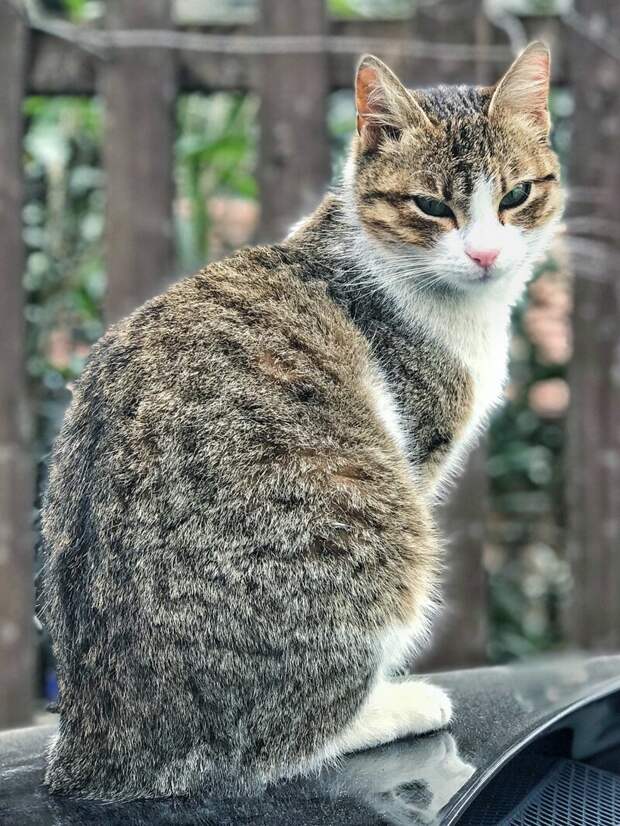 С добрым утром! коты, настроение, утро