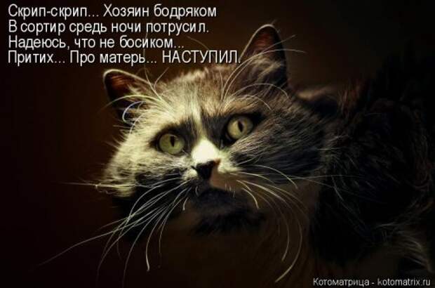 Новая котоматрица на Бугаге (38 фото)