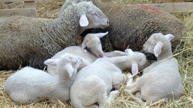Перевозку овец без документов пресекли в Ростовской области