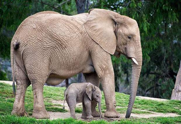 семья животных-слоны