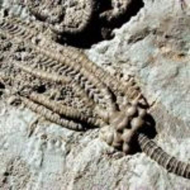 zarko-crinoid