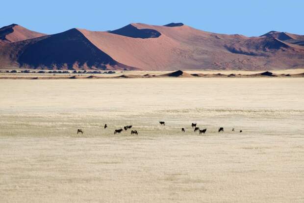 Национальный парк Берег скелетов в Намибии (Skeleton Coast Park)