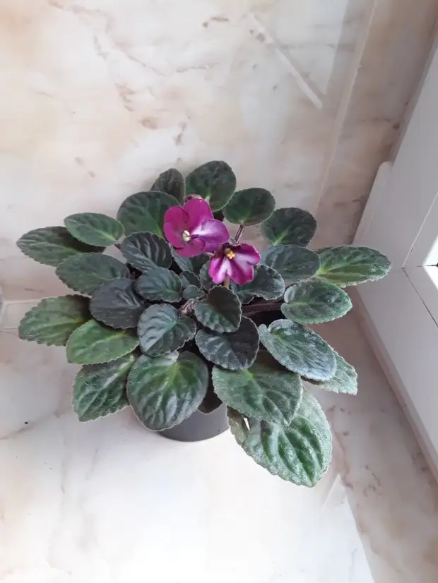 Узамбарская фиалка на окне. Анютины глазки. Анютины глазки почвопокровные. На заднем дворе расцвели фиалки 45. Фиалки на балконе.