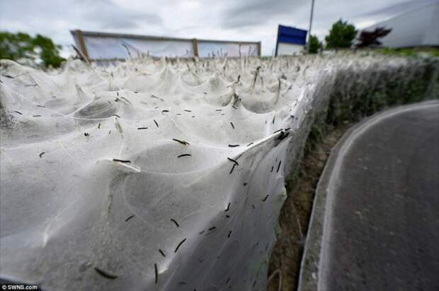 Тысячи гусениц превратили куст в огромный кокон гусеницы, кокон