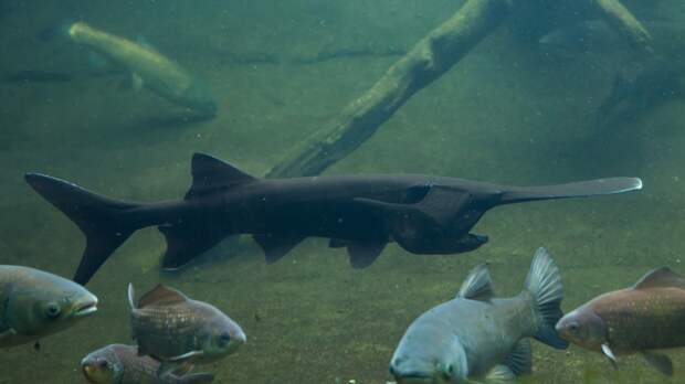 rare melanistic black paddlefish