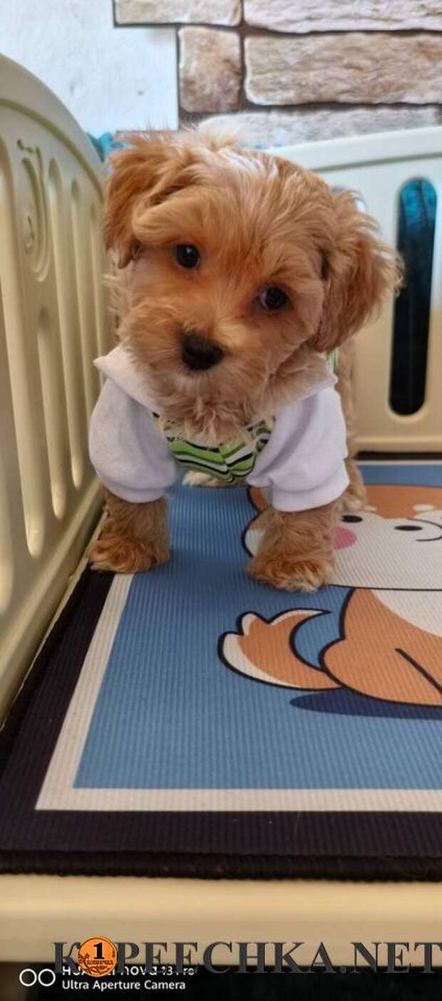 Щенок Мальтипу Ф1 мальчик в Мариуполе - 35 000 руб