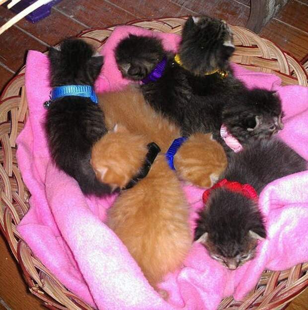 Без кота и жизнь не та