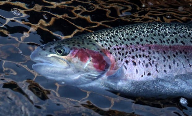 Япония отказалась разрывать связи с Россией в одной сфере