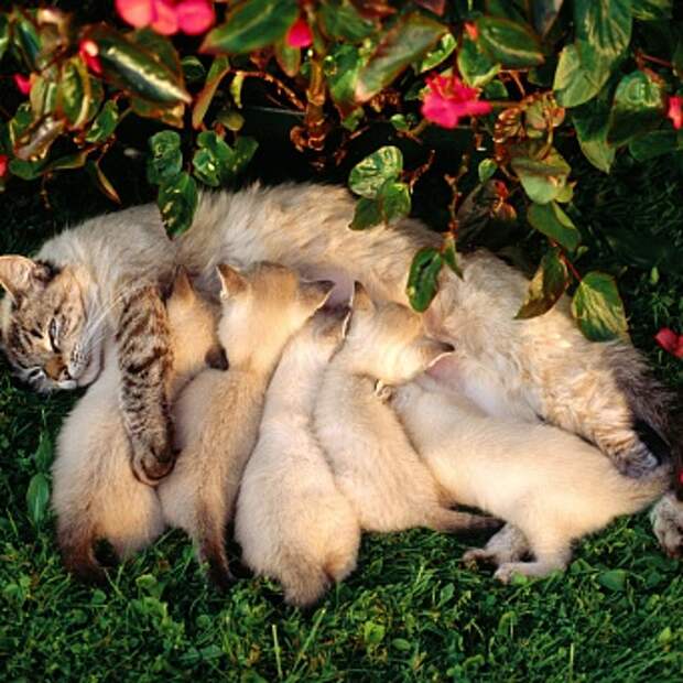 Котенок в новом доме