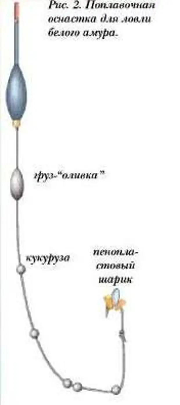 Белый амур на что ловить летом Донная и поплавочная снасть для белого амура - Я так вижу - Медиаплатформа МирТе