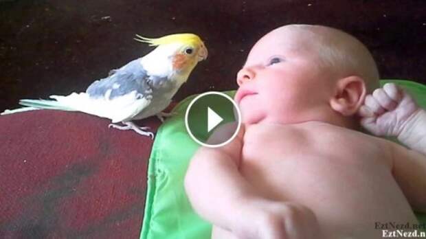 С таким попугаем и нянька не нужна. Только посмотрите, как он развлекает малыша!