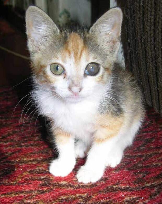 котенок