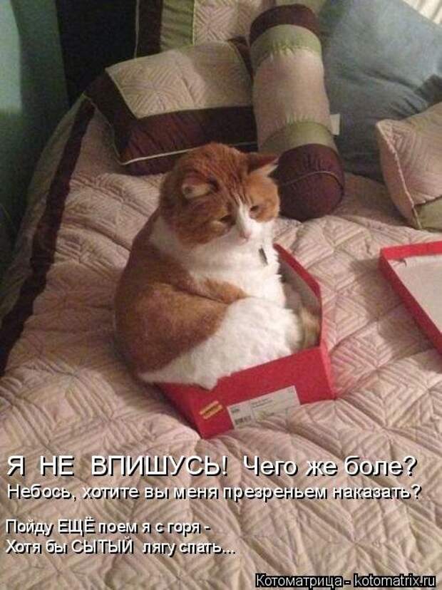 Новая котоматрица на Бугаге (38 фото)