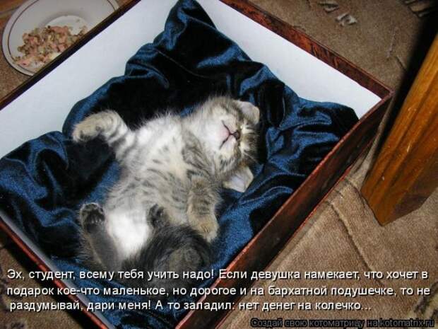 Лучшие котоматрицы недели (50 фото)