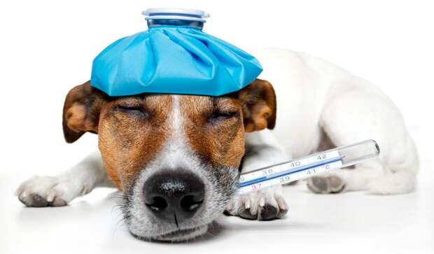 Пироплазмоз у собак. Опасны ли клещи для животных?