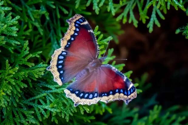 Слышь, ты, двуногий с камерой. Быкануть хочешь?