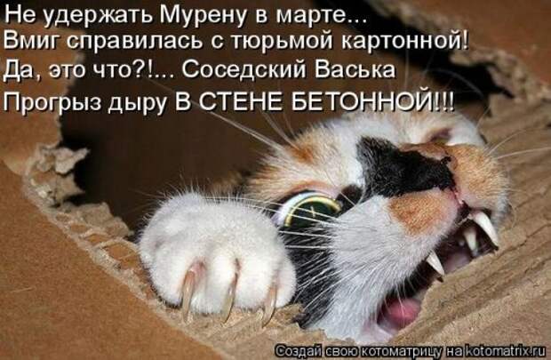 Лучшая котоматрица недели (38 фото)