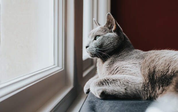 Можно ли оставить кошку одну на несколько дней и как сделать это правильно