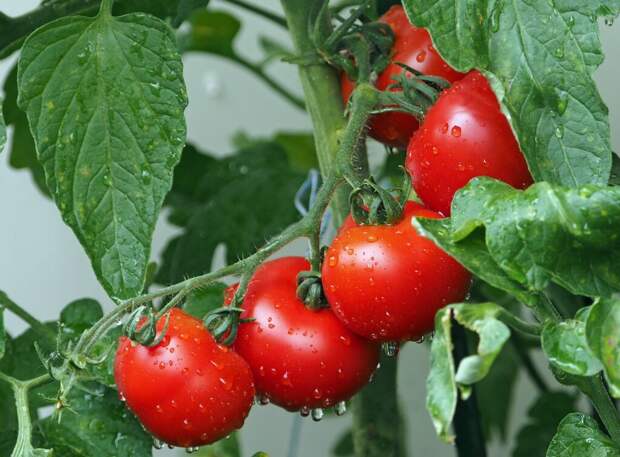 Вакцину от COVID-19, которая будет выращиваться в помидорах, разработали узбекские ученые